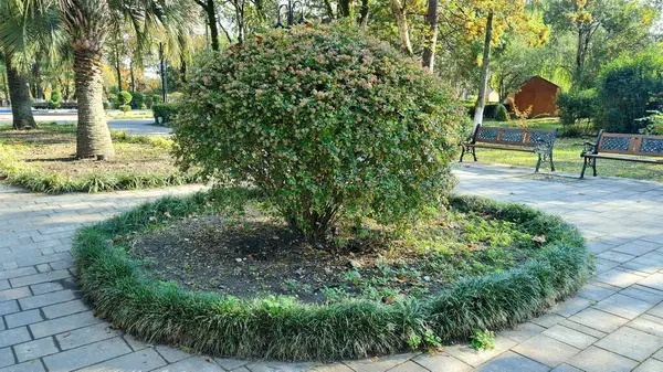 Güzel botanik fotoğrafı, doğal duvar kağıdı.