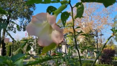 Baharda bahçede güzel bir çiçek