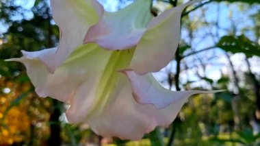 Bahçedeki güzel beyaz çiçek