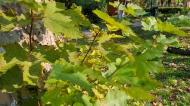 Güzel botanik fotoğrafı, doğal duvar kağıdı.