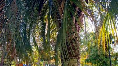 Parkta palmiye yaprakları