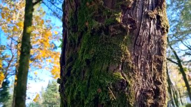 Ormanın güzel manzarası.