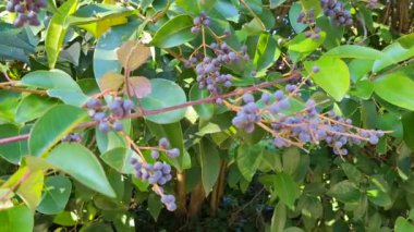 Bahçedeki ağaçta bir demet siyah üzüm..