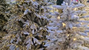 Doğada noel ağacı dalları