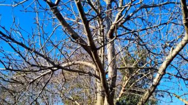 Ağaç dalları, bitki örtüsü.