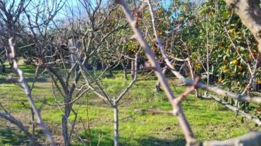 Bahçede yeşil yapraklar