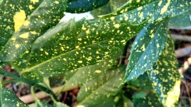 Bahçede yeşil yapraklar, bitki örtüsü