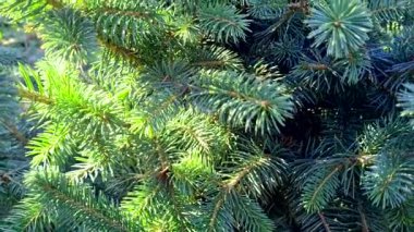 Yeşil köknar dalları, yakın - yakın