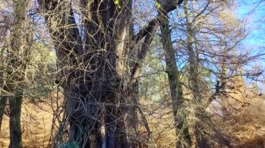 Ormandaki ağaç gövdesi