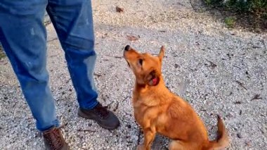 Köpek sokakta bir adamla oynuyor.