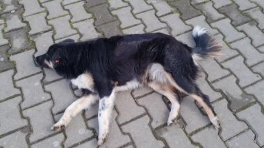 Sokağın ortasında siyah köpek