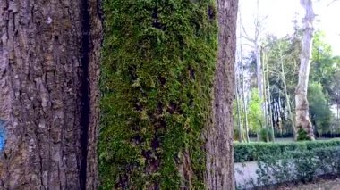 Ağaçta yeşil yosun var. Yaklaş.