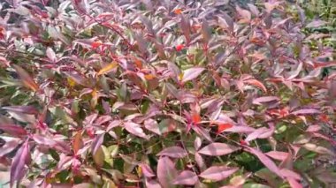 Güzel botanik fotoğrafı, doğal duvar kağıdı.