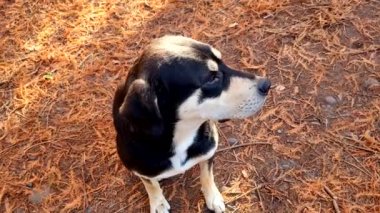 Siyah - Parktaki beyaz köpek