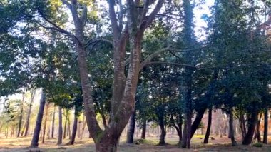 Parktaki yeşil orman