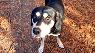 Köpek siyah ve beyaz üretir.