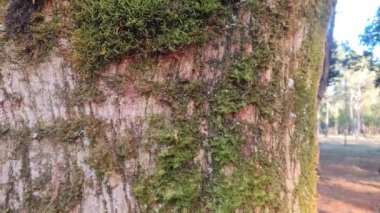 Yosun kaplı bir ağaç gövdesinin yakın çekimi.