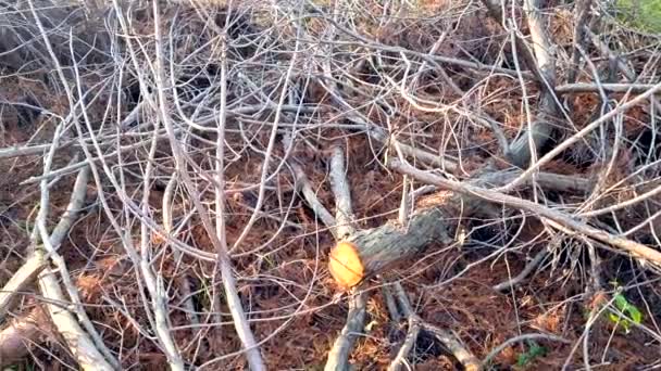 feuilles tombées dans la forêt