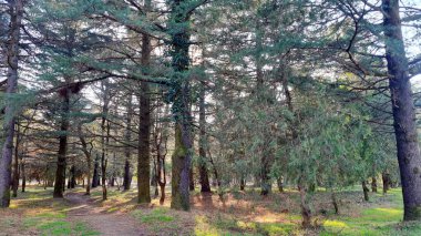 Ormanda yeşil ağaçlar