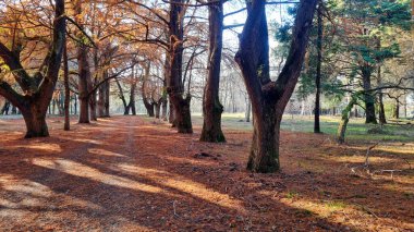 Ağaçlar ve yapraklarla dolu sonbahar parkı