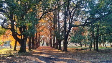 Güzel sonbahar ormanı, sonbahar mevsimi
