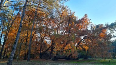 Ağaçlar ve yapraklarla dolu güzel sonbahar manzarası