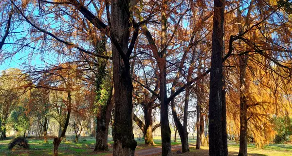 Ağaçlar ve yapraklarla dolu güzel bir sonbahar parkı