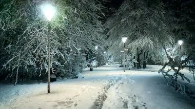 kar ve ağaçlar ile gece manzara
