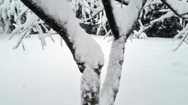 Kar - Moskova 'da kışın parktaki ağaçlar