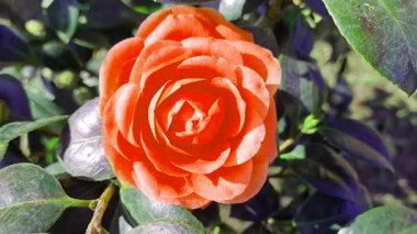 Bahçedeki kırmızı çiçek