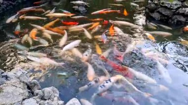 Bahçedeki koi balığı.