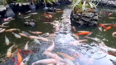 Göldeki koi balığı.