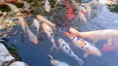 Göldeki koi balığı, yaklaş.