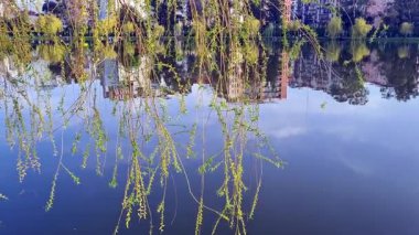 Ağaçlar ve yapraklarla dolu güzel bir sonbahar ormanı