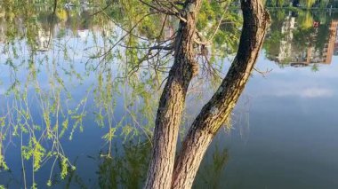 Ormandaki nehrin güzel manzarası
