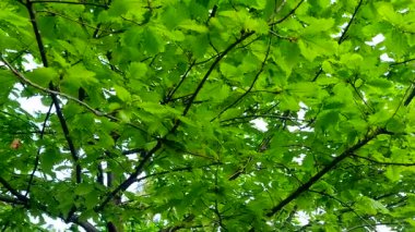 Ormanda yeşil yapraklar