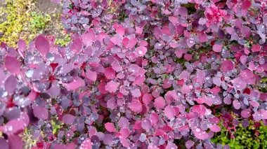 Bahçedeki güzel pembe çiçekler