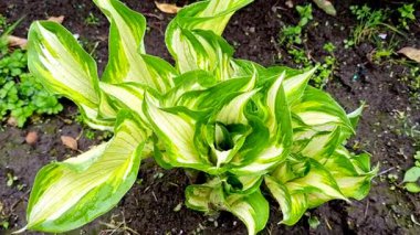 Bahçedeki güzel beyaz bir zambağın yakınına.