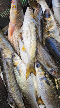 Pazardaki balıklar. Pazarda yakalanan balıklar. Masadaki balık..