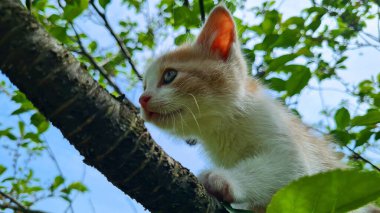 Çimlerin üzerindeki kedi
