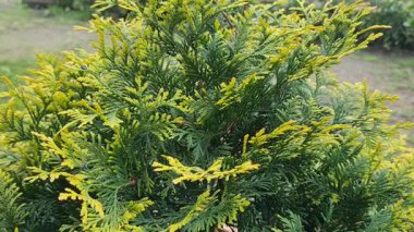 Güzel botanik fotoğrafı, doğal duvar kağıdı.