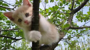 Ormandaki beyaz kedi