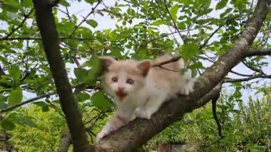 Küçük bir kedi yavrusu ormanda oynuyor..