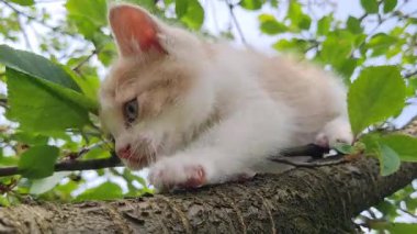 Bahçedeki beyaz kedi yavrusu