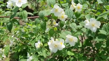 Bahçedeki güzel çiçekler