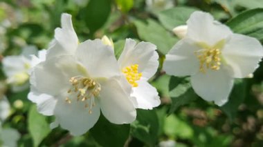 Güzel yasemin çiçeği bahçede