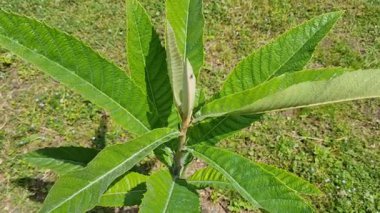 Ağaçtaki yeşil yapraklar