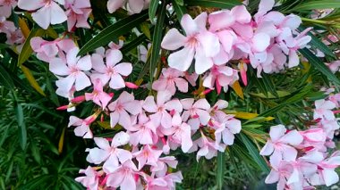 Bahçedeki güzel çiçekler