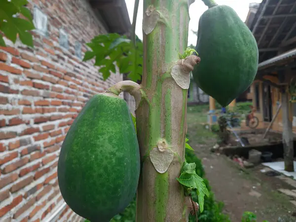 Bahçedeki yeşil papaya ağacı