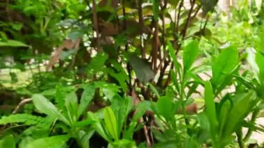 yeşil yapraklar, bitkiler ve yapraklar